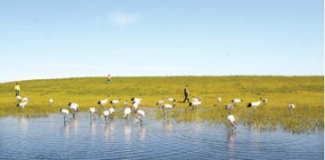 飞鹤乳业争创产业升级引领者