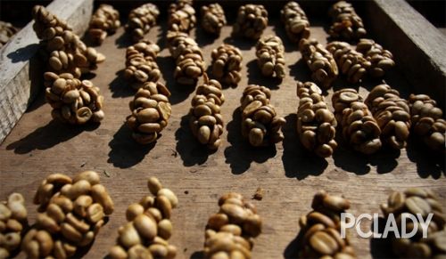 世界最昂贵咖啡的由来