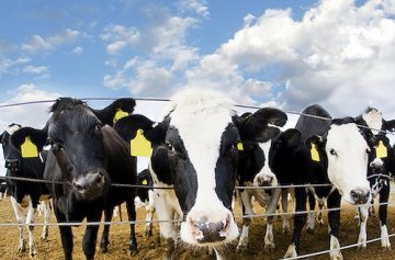 有机奶市场将达151亿美元 但所谓的有机可能也没那么靠谱