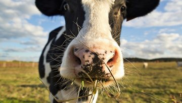 现代牧业上半年预亏近5亿 蒙牛的50亿订单能救它吗？