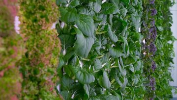 贝索斯投资的农业初创公司说要在中国开300家室内农场