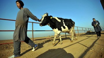 回望2008① 三聚氰胺10年，奶业洗牌和艰难的信心重建