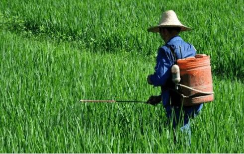 说说转基因食品的三大危害都有哪些？