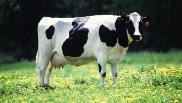 三鹿事件十年后，复苏的中国乳业还要迈过哪些大坎？