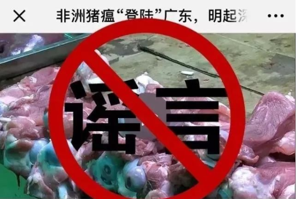 关于非洲猪瘟传播最多的5个谣言，你“中枪”了吗