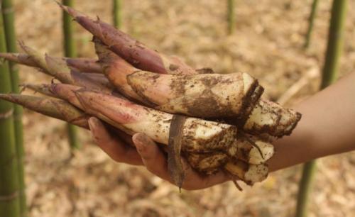 “天骄雷笋采摘文化节” 泸州举办