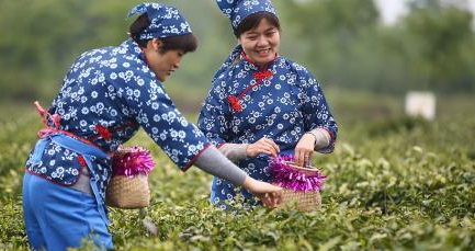 “采茶女”走进盱眙“扶贫茶园”助力乡村振兴