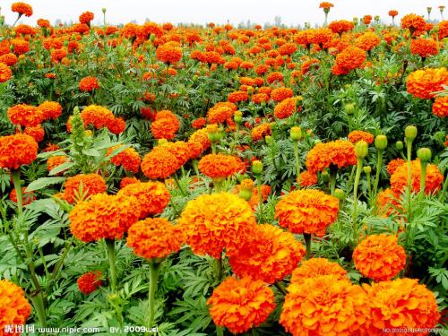 欧盟评估玉米黄素提取物作为家禽饲料添加剂的安全性和有效性