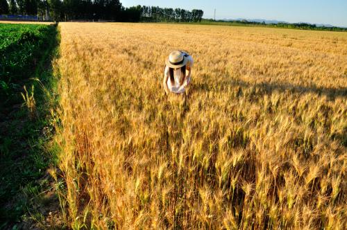 安徽：“订单小麦”喜获丰收