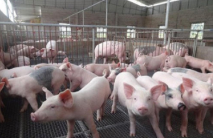 生猪产能下降明显 全国猪肉价格仍将高位徘徊