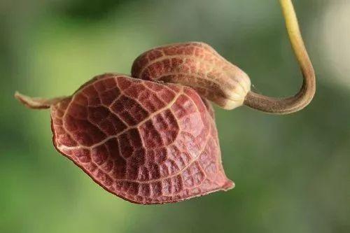 “马兜铃酸致肝癌”? 上海交大科研论文引热议