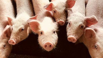 中国猪场里正在发生一场科技战