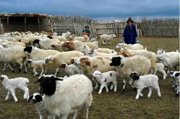 呼伦贝尔草原羊肉美味“看得见”