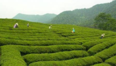 未来五年我国茶叶消费量年均复合增长率约为5.06%
