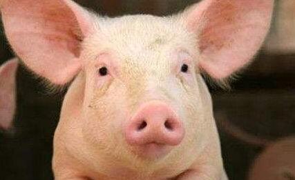 推动生猪产业高质量发展