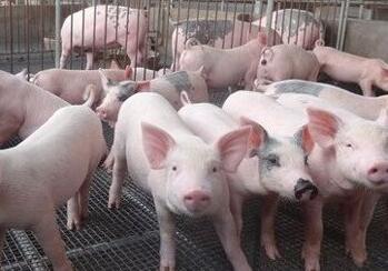 两部门出台六大举措鼓励生猪生产