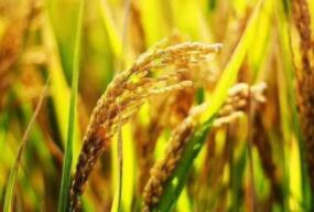 超级杂交稻： 书写人类反饥饿史上光辉篇章