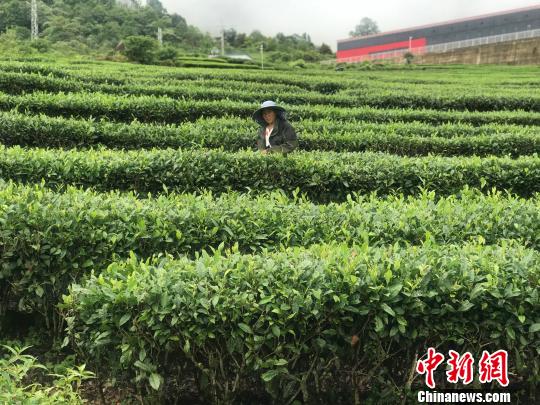 图为茶农采茶。供图 图为茶农采茶。供图