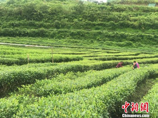 图为墨脱茶场。供图 图为墨脱茶场。供图