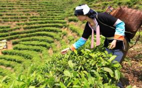 误差不超三天 浙江发布春茶开采期预测