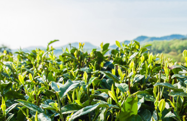 陕西网上茶博会产地行出征仪式在西安举办