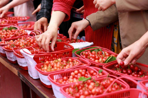 “毓秀白彦 醉美樱桃”白彦镇第二届樱桃文化节等你而来