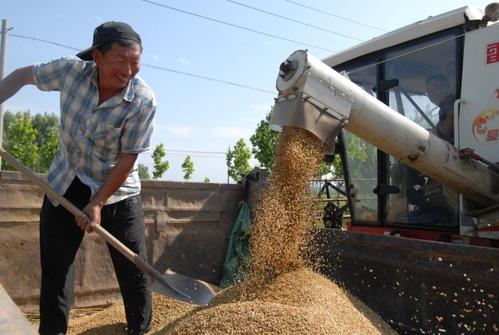 夏粮丰收：农业农村经济向好态势持续巩固