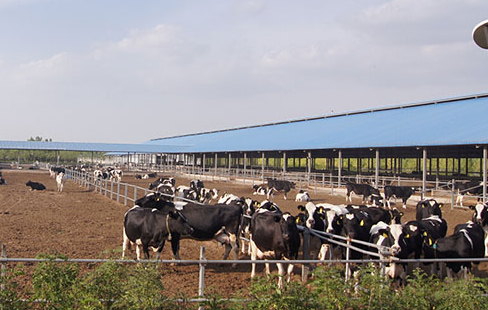 宁夏上陵牧业卷入多起违规担保纠纷