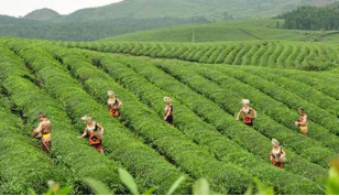 2020年省级农业生产发展专项资金的通知 (黔财农[2020]145号)