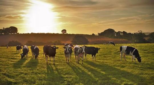 黄金奶源基地圈粉乳企“大鳄”