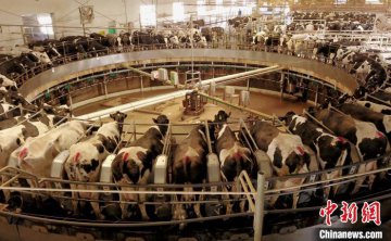 宁夏“奶瓶子”见证生活变迁