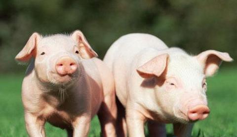 7月中旬生猪价格较上旬涨1.1%