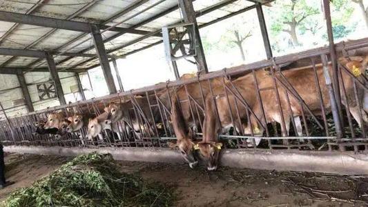 中小乳企生存现状，春晖乳业卖牛还债走下坡路