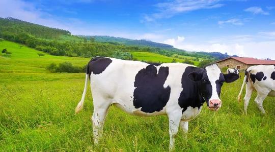 头部奶企对中国奶源质量大幅改善功不可没