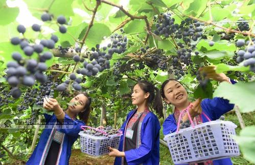 广西颁布食品安全地方标准