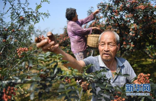 陕西华州:小小花椒树 致富大产业