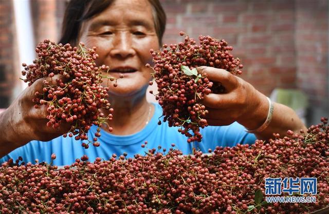 陕西华州:小小花椒树 致富大产业