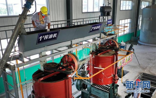 陕西华州:小小花椒树 致富大产业