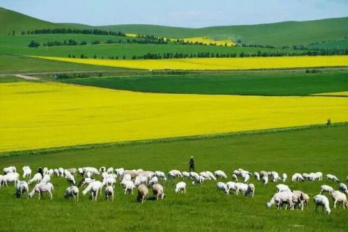 八年间全国草原综合植被覆盖度从49%提升到55.7%