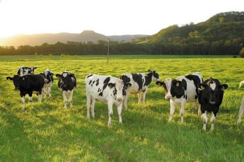 2020年内哈萨克斯坦将开设22个大型奶畜养殖场