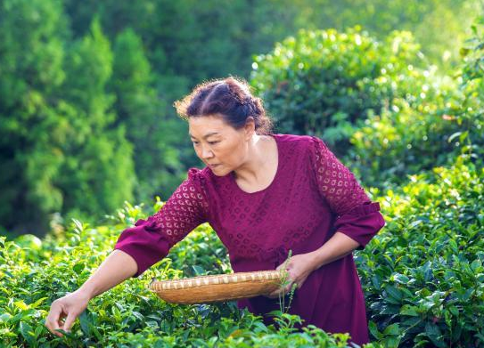 湖北女茶人“古技艺” 研制“七味茶”