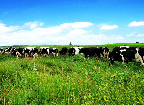 伊利携手千鲜汇打造社区新零售正式启动战略合作