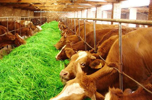 临沧市着力打造一流肉牛产业“绿色食品牌”