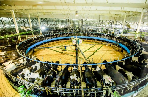 鲜活从零距离开始 君乐宝以全产业链一体化打造全球顶级好奶粉