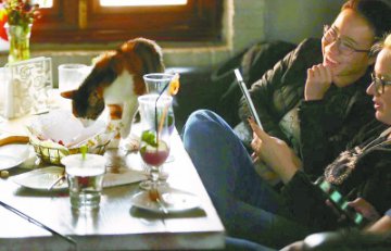 撸猫逗狗奶茶咖啡……存在食品卫生安全隐患