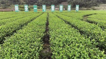 陕茶一号繁育基地：从一棵茶树到一方产业