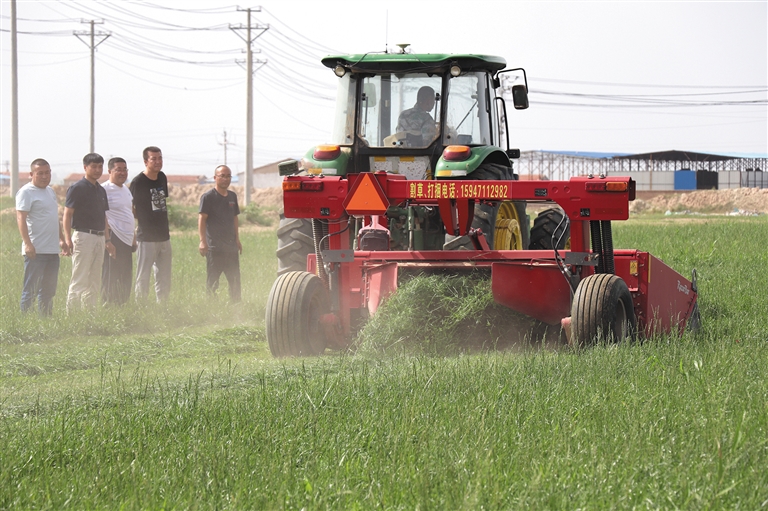 以党建为引领 蒙牛奶源黑麦草种植让农牧民的钱袋子鼓起来