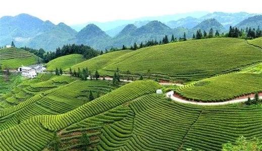 湖北茶品牌应该抱团走出去