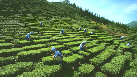 梅州嘉应茶酿得茶香飘万家