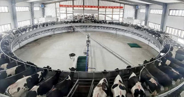 奶厅管理和效率还需提升与突破